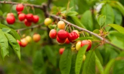 İlk kez tezgaha çıktı: Kilosu 6 bin TL'den satıldı