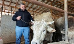 Bursa'da araba fiyatına kurbanlık