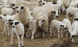 Çiftçilere 100 küçükbaş hayvan müjdesi