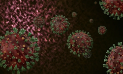 Yeni tehlike kapıda: Beyaz veba yeniden yükselişte