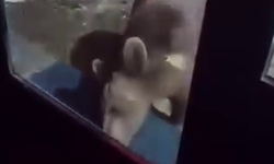 Uludağ’da ayı ailesi kamerada...Ani hareket paniğe neden oldu