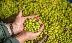 Bursa'da 40 yıllık zeytin firması konkordato ilan etti