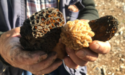 Bin 800 rakımlı dağlardan toplanıp kilosu bin 500 liradan satılıyor