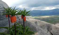 Bu çiçekleri koparmanın cezası 700 bin lirayı buluyor