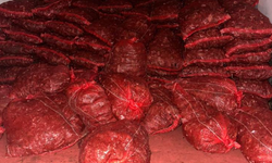 Bursa ve Balıkesir’de eş zamanlı operasyon: Tonlarca midye ele geçirildi