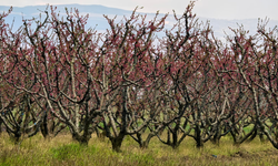 Bursa İnegöl'de kartpostallık görüntüler