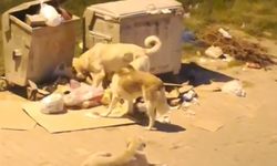 Bursa İnegöl’de mahalleliyi tedirgin eden görüntüler!