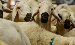 İnegöl yardım derneği kurban fiyatlarını açıkladı