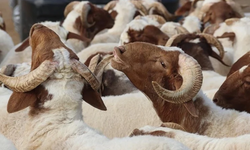 Kurban Bayramı öncesi en çok sorulan soru: Krediyle kurban olur mu?
