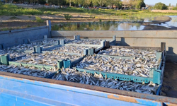 İznik Gölü’nde bereketli sezon...Gümüş balığında yüzler gülüyor