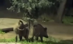 Bursa'da domuzlar piknik alanlarına indi