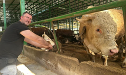 Bursa Nilüfer'de kurban hareketliliği: Tonluk boğayı 400 bin liraya sattı