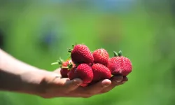 2026 İnegöl'de tarım yılı olacak! Topraktan çilek fışkırıyor