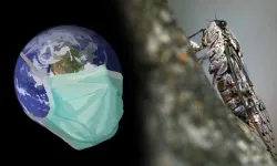 Amerika ve Avrupa’da yeni ve sinsi bir kovid: "Ağustos böceği"