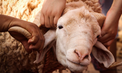 İnegöl’de Kurban Kesim Elemanı Kursu Başlıyor