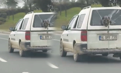 Bursa İnegöl'de kırık camdan kafasını uzatan köpek gülümsetti