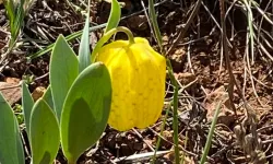 Ters laleyi koparmanın cezası 700 bin TL