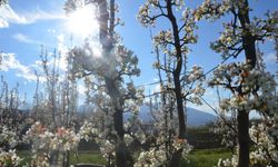 İnegöl'de bu yıl meyve bolluğu yaşanacak