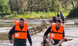 Bursa İnegöl'deki barajda can çekişiyordu! Yaralı pelikanı itfaiye kurtardı