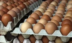 Yumurtada fiyat düşüşü durdu, yükseliş başladı