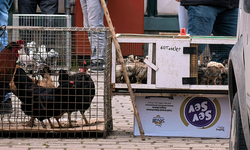 43 Yıllık Gelenek: İnegöl’de Güvercin Pazarı Yoğun İlgi Görüyor, fiyatlar dudak uçuklatıyor