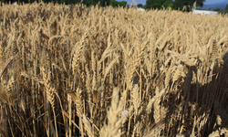 Dünya hububat üretiminde bir ilk gerçekleşecek