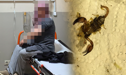 Bursa İnegöl’de korku dolu anlar: Akrep kadını kolundan soktu