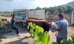 Bursa'da 6 kişinin zapt edemediği boğa bir tekmeyle böyle yere serdi