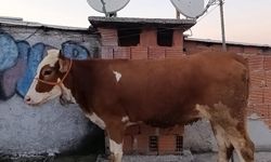 Bursa'da kesmek için büyükbaş hayvanı 6'ıncı kata çıkardı