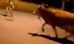 Bursa'da dana paniği