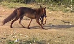 Çakal ağzındaki yılanla görüntülendi