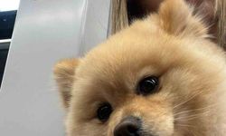 Gaziosmanpaşa'da 'petshopta yıkanan köpeğin ihmalden öldüğü' iddiası