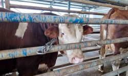 Kurban kesim başvuruları 11 Mayıs'ta başlıyor