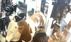 Sultanbeyli'de kaçan boğa kuaför salonunu birbirine kattı