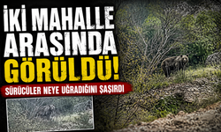 Bursa Orhaneli yolunda ayı paniği kamerada