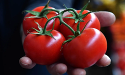 Halden markete domates üçe katlandı