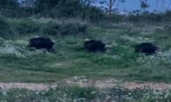 Bursa Orhangazi'de domuzlar şehir içinde görüntülendi
