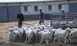 Onlarcası arasından kendi annelerini koklayarak buldular