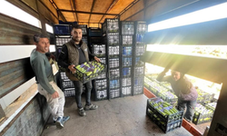 Bursa İznik'te mevsimin ilk kabak hasadı