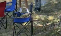 Bursa İznik'te sarı yılan paniği