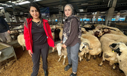 İki genç kuzen celep, Bursa'daki kurban pazarında rekabeti artırdı
