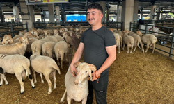 Bursa'daki sıra dışı "gergedan boynuz"lu koç görenleri şaşırtıyor