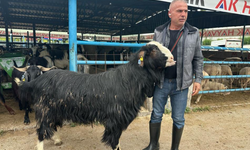 Bursa'daki kurban pazarının şampiyon keçisi 47 bin liradan satıldı