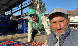 Bursa İznik’te mevsimin ilk karabodur kirazı hasadı başladı