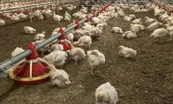 43 yıllık yumurta devi iflas etti