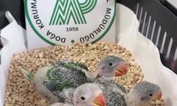 Bursa'da kaçak satılmak istenen 3 İskender papağanı yavrusu kurtarıldı!