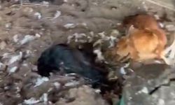 Bursa Mudanya'da kümese giren köpekler 30 tavuğu telef etti