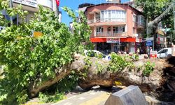 Bursa'da faciadan dönüldü...Asırlık çınar yola devrildi