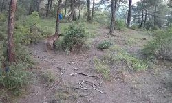 Yaban hayvanları fotokapana böyle yansıdı