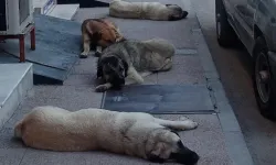 Sahipsiz sokak hayvanlarıyla ilgili üç belediye başkanı hakkında işlem başlatıldı